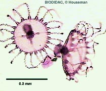 Photo: Hausman Biodidac; go to Biodidac site